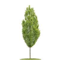 Säulen-Hainbuche Fastigiata Stammhöhe 170cm |...