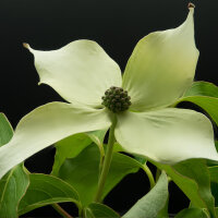 Japanischer Blumen-Hartriegel Milky Way 175-200cm im C30