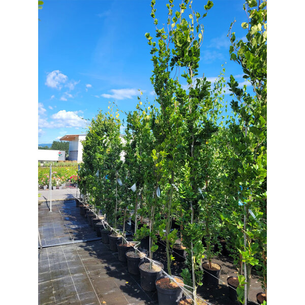 Grünblättrige Säulenrotbuche Dawyck 200-250cm