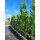 Grünblättrige Säulenrotbuche Dawyck 200-250cm