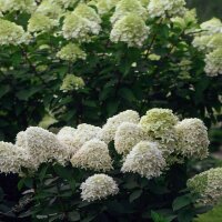 Rispen-Hortensie Skyfall 60-70cm im C5