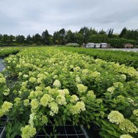 Rispen-Hortensie Skyfall 60-70cm im C5