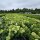 Rispen-Hortensie Skyfall 60-70cm im C5