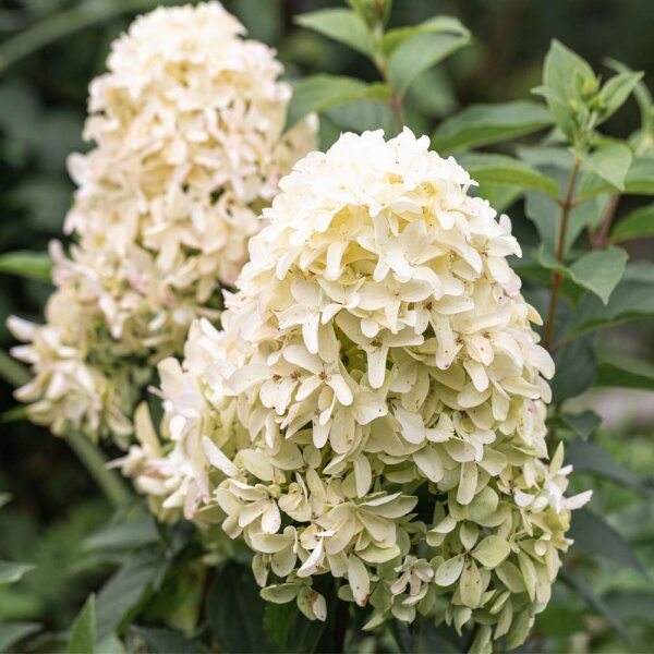 Rispen-Hortensie Skyfall 80-100cm im 10l Topf