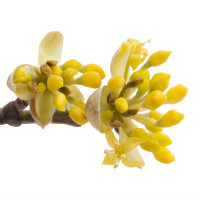 Kornelkirsche Jolico 200-250cm Solitär am Ballen