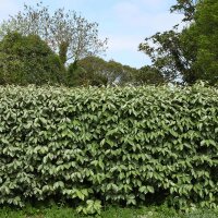 Wintergrüne Ölweide 175-200cm im C35