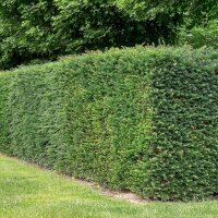 Hecken-Eibe Hillii 80-100cm im 7,5l Topf