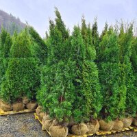 Thuja Smaragd 200-225cm am Ballen