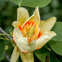 Tulpenbaum 175-200cm im C12