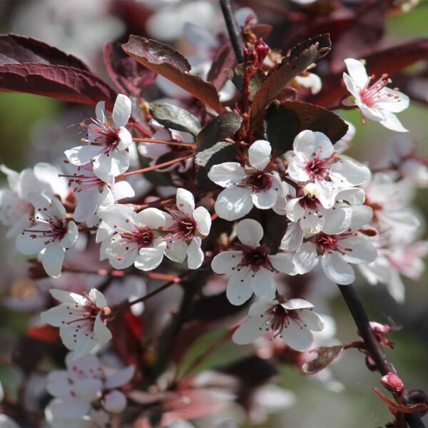 Zwerg-Blutpflaume Halbstamm Stammhöhe 120cm im Co