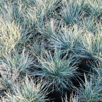 Blau-Schwingel Elijah Blue im 3l Topf