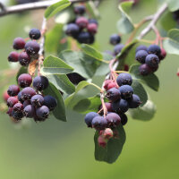 Säulen-Felsenbirne Rainbow Pillar ® 175-200cm im...