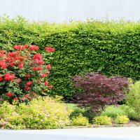 Hainbuche 140-160cm im C5