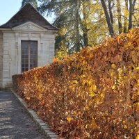 Hainbuche 140-160cm im C5