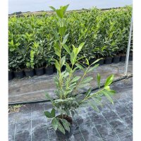 Kirschlorbeer Caucasica 60-80 cm im 3l Topf