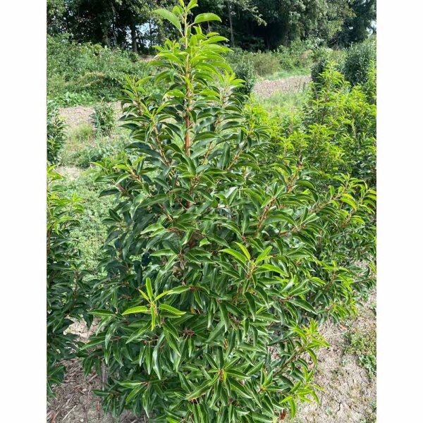 Portugiesischer Lorbeer Angustifolia 100-125cm am Ballen
