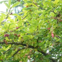 Kobus-Magnolie Hochstamm | 14-16cm StU mB