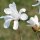 Kobus-Magnolie Hochstamm | 14-16cm StU mB
