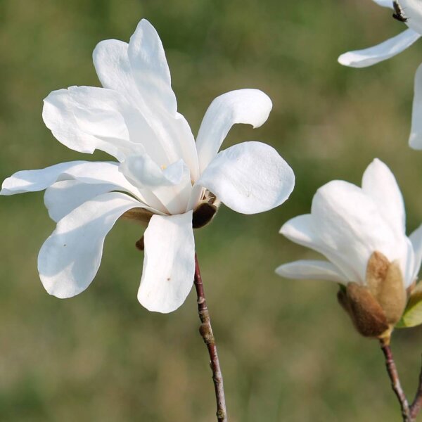 Kobus-Magnolie Solitär Hochstamm 16-18 StU im Co