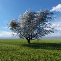 Kobus-Magnolie Solitär Hochstamm 16-18 StU im Co