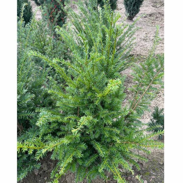 Heimische Eibe 80-100cm am Ballen