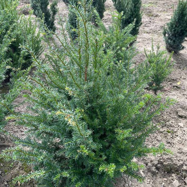 Heimische Eibe 60-80cm am Ballen