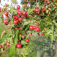 Zierapfel Evereste Halbstamm- Stammhöhe 90cm