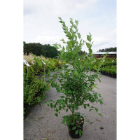 Pfaffenhütchen 100-125cm