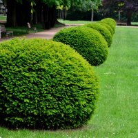 Heimische Eibe Kugel Ø 30-40cm am Ballen
