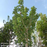 Feld-Ahorn Elsrijk Solitär mehrstämmig...