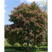 Scharlach-Rosskastanie Briotii Hochstamm | 8-10cm...