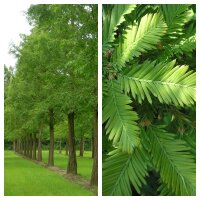 Urweltmammutbaum 175-200 C25