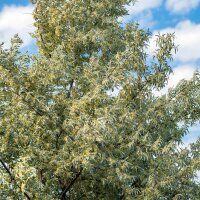 Schmalblättrige Ölweide 150-200cm am Ballen