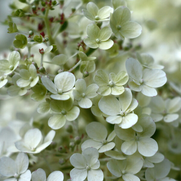 Zwerg-Rispenhortensie Bobo® 40-60cm im Co