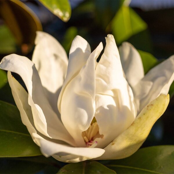 Immergrüne Magnolie Goliath Stammhöhe 180-200cm Stammumfang 6-8cm im Co
