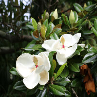 Immergrüne Magnolie Hochstamm | Stammumfang 6-8cm im Co