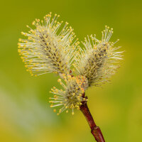 Japanische Drachen-Weide 200-250cm am Ballen