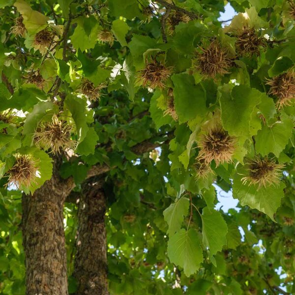 Baumhasel Hochstamm | 12-14cm Stammumfang