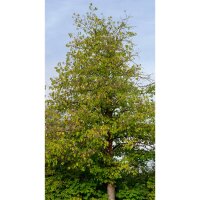 Baumhasel Hochstamm | 12-14cm Stammumfang