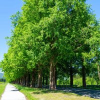 Urweltmammutbaum 150-175cm am Ballen