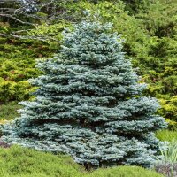 Zwerg-Blaufichte Glauca Globosa 150-175cm Solitär am...