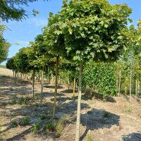 Kugel-Ahorn Globosum Hochstamm | 14-16cm Stammumfang am...