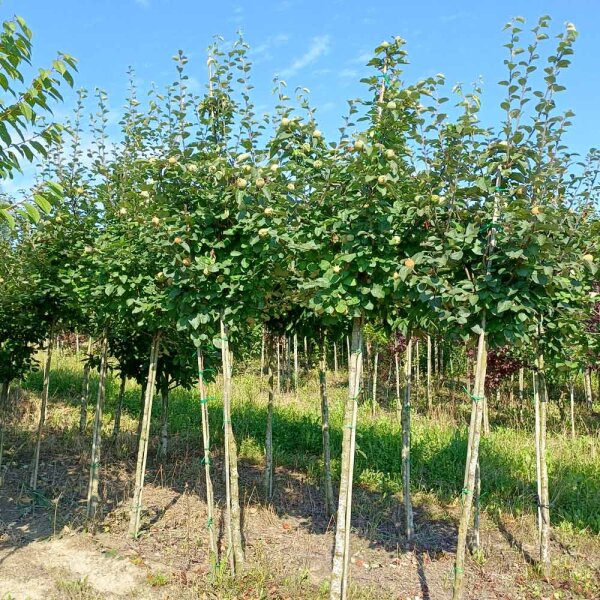 Quitte Konstantinopeler Apfelquitte Hochstamm | Stammumfang 10-12cm am Ballen