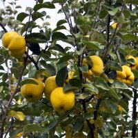 Quitte Konstantinopeler Apfelquitte Hochstamm | Stammumfang 10-12cm am Ballen