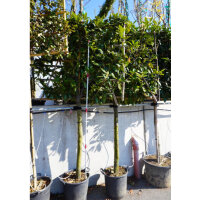 Kirschlorbeer Novita Halbstamm - Spalier 120x150cm