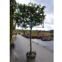 Kirschlorbeer Novita Hochstamm - Spalier 120x150cm (10/12)