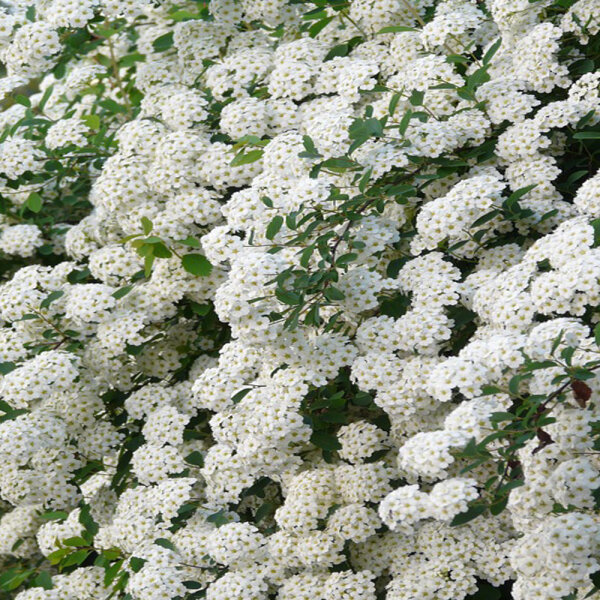 Pracht-Spiere 100-125cm