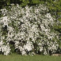 Pracht-Spiere 100-125cm