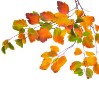 Pracht-Spiere 100-125cm