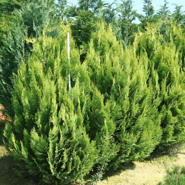 Scheinzypresse Alumigold 150-175cm am Ballen